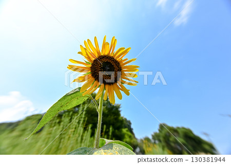 夏天花,向日葵 夏天花,向日葵 130381944