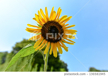 夏天花,向日葵 夏天花,向日葵 130381945