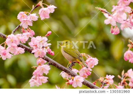 A Japanese white-eye standing on a rain-soaked cherry blossom branch A Japanese white-eye standing on a rain-soaked cherry blossom branch 130381960