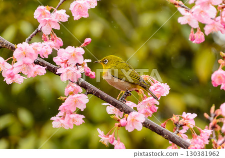 A Japanese white-eye standing on a cherry blossom branch in the rain 130381962