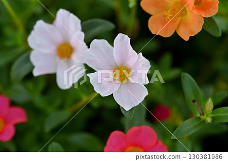 Portulaca 130381986