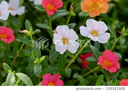 Portulaca Portulaca 130381988