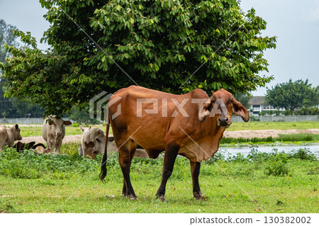 A select brahman adult red color bull, imposing breeder for meat production grazing in the farmland. Beef cattle breeder, american brahman. Rural lifestyle beef farm farming, cattle in a green field 130382002