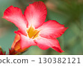 Exotic Adenium obesum blooms in the garden with green leaves in the background. Close up of pink flowers Adenium Desert roses, Mock Azalea, Adenium multiflorum, Impala Lily are blooming in the garden. 130382121