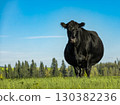 Black Aberdeen Angus grazing in an summer meadow. A large black cow grazes in a field, free grazing. Angus cow in green grass on sunny day with blue sky in the background. Nobody, copy space for text 130382236