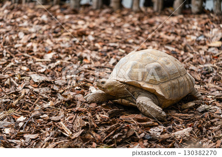 Tortoise Walking on Mulch Beside Weathered Log 130382270