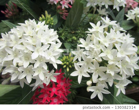 Close-up of colorful pentas flowers 130382314