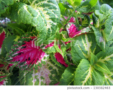 A close-up of colorful coleus leaves 130382463