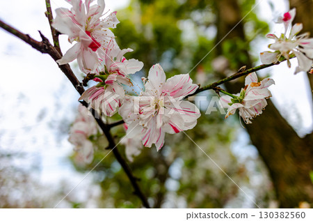 Peach blossoms bathed in the spring sunshine 130382560