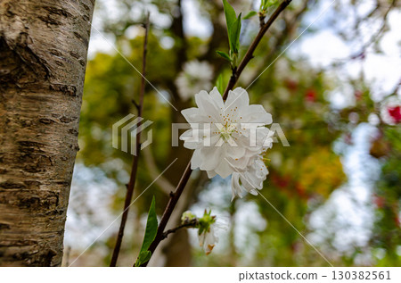 Peach blossoms bathed in the spring sunshine 130382561