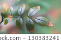 Macro photography of green leaves with brown edges on blurred natural background in nature 130383241