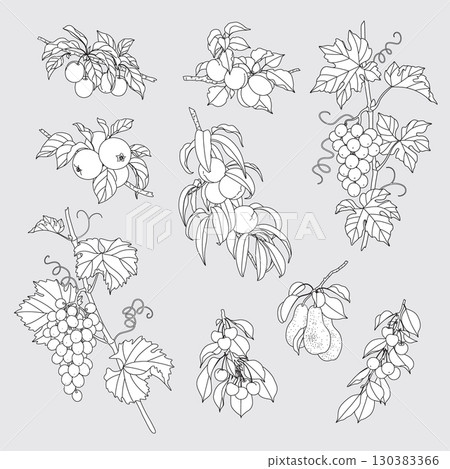 Ripe Fruits Hanging on Branches Monochrome Set Ripe Fruits Hanging on Branches Monochrome Set 130383366