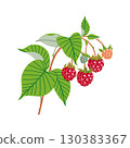 Raspberry Branch with Red Berries and Green Leaves 130383367