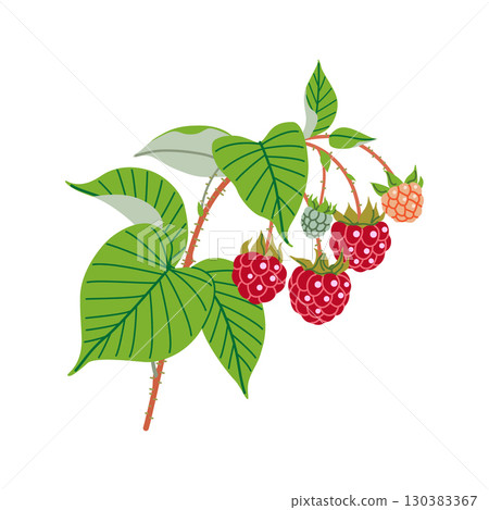 Raspberry Branch with Red Berries and Green Leaves Raspberry Branch with Red Berries and Green Leaves 130383367