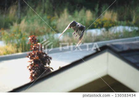 Black bird descending toward rooftop Black bird descending toward rooftop 130383434
