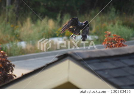 Black bird mid-flight over rooftop 130383435