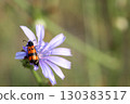 A bright beetle with orange and black stripes sits on a delicate lilac flower. A soft green background focuses attention on the insect and the flowers. 130383517
