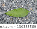 Fresh Mango Leaf on Gravel Garden Ground 130383569