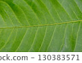 Close Up Textured Background of a Green Leaf 130383571