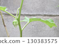 Hand Holding Eggplant Tree with Fruit 130383575