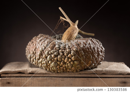 Marina Di Chioggia Pumpkin On Dark Background Marina Di Chioggia Pumpkin On Dark Background 130383586