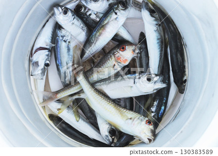 Fish caught while fishing 130383589