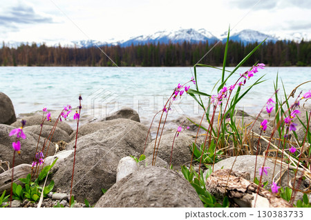 Mountain lake among Shooting stars wildflowers and forested peaks. Mountain lake among Shooting stars wildflowers and forested peaks. 130383733