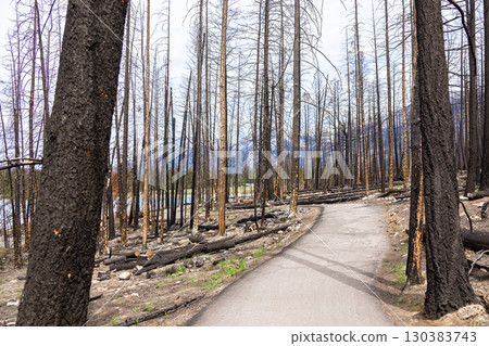 Hike in burnt black woods through the aftermaths of wildfire. Hike in burnt black woods through the aftermaths of wildfire. 130383743