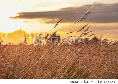 Agricultural field with fescue grass in golden light in sunset. 130383823