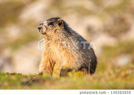 Furry Hoary marmot is watching around in the mountain meadow. Furry Hoary marmot is watching around in the mountain meadow. 130383850