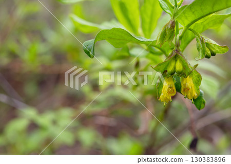 Bright yellow flowers of Twinberry Honeysuckle on a branch in forest. Bright yellow flowers of Twinberry Honeysuckle on a branch in forest. 130383896