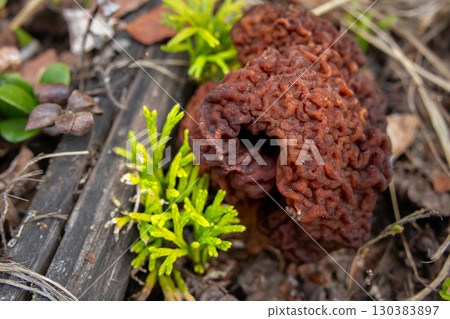 False Morel Mushroom on Forest Floor among leaves and grass. 130383897