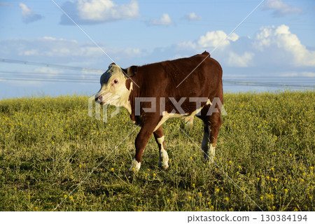 Cattle raising with natural pastures in Pampas countryside, La Pampa Province,Patagonia, Argentina. Cattle raising with natural pastures in Pampas countryside, La Pampa Province,Patagonia, Argentina. 130384194