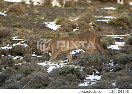 Puma walking in mountain environment, Torres del Paine National Park, Patagonia, Chile. Puma walking in mountain environment, Torres del Paine National Park, Patagonia, Chile. 130384198
