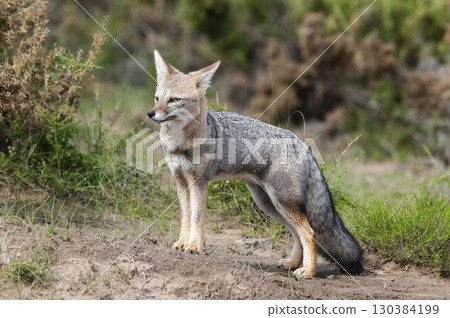 Pampas Grey fox in Pampas grass environment, La Pampa province, Patagonia, Argentina. Pampas Grey fox in Pampas grass environment, La Pampa province, Patagonia, Argentina. 130384199