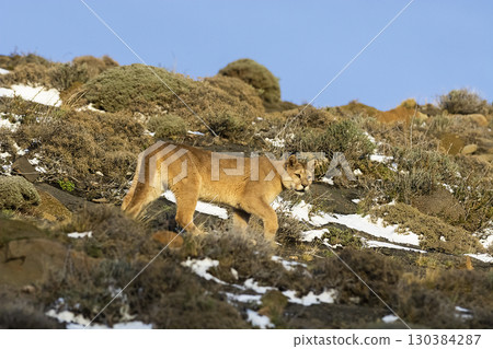 Puma walking in mountain environment, Torres del Paine National Park, Patagonia, Chile. 130384287
