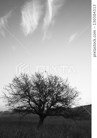 Pampas grass landscape, La Pampa province,  130384313