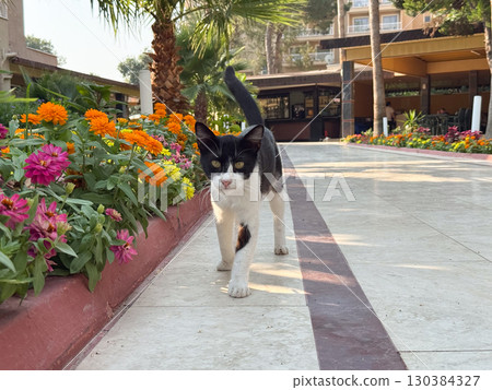 Black and white cat walks along tiled path surrounded by colorful flowers. Domestic life, companionship, and connection to nature showing movement, presence, and peaceful coexistence in outdoor 130384327