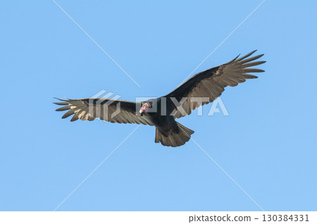Turkey Vulture, ,planning in flight, Patagonia, Argentina 130384331