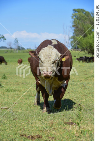 Cattle raising with natural pastures in Pampas countryside, La Pampa Province,Patagonia, Argentina. Cattle raising with natural pastures in Pampas countryside, La Pampa Province,Patagonia, Argentina. 130384390
