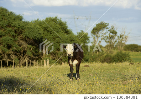 Cattle raising with natural pastures in Pampas countryside, La Pampa Province,Patagonia, Argentina. Cattle raising with natural pastures in Pampas countryside, La Pampa Province,Patagonia, Argentina. 130384391