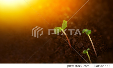 Young green seedlings growing in fertile soil under warm morning sunlight Young green seedlings growing in fertile soil under warm morning sunlight 130384452