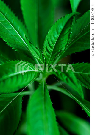 Macro photo of green plant sprout with fresh leaves in natural light 130384463