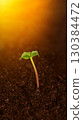 Young green seedlings growing in fertile soil under warm morning sunlight 130384472