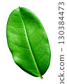 Green oval leaf of a plant with veins on a white background 130384473