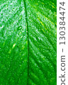 Macro photo of green leaf underside with visible veins 130384474