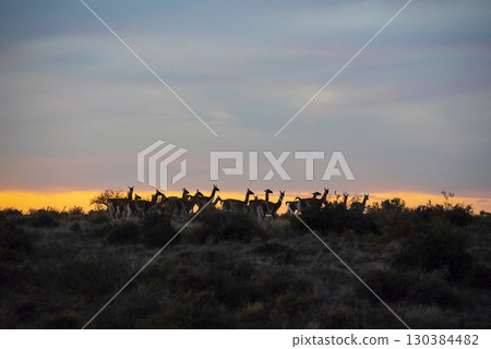 Guanaco, Lama Guanicoe,  Peninsula Valdes, Unesco World Heritage Site, Patagonia Argentina. 130384482