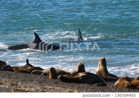 Killer whale hunting sea lions on the paragonian coast, Patagonia, Argentina Killer whale hunting sea lions on the paragonian coast, Patagonia, Argentina 130384483