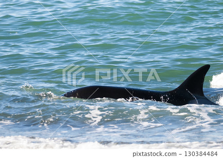 Killer whale hunting sea lions on the paragonian coast, Patagonia, Argentina 130384484