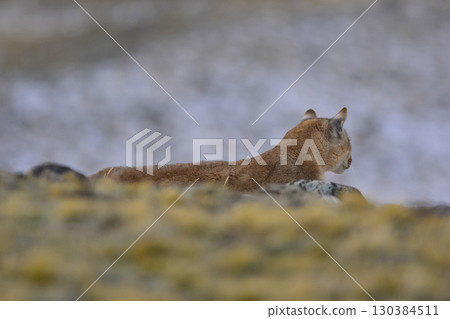 Puma walking in mountain environment, Torres del Paine National Park, Patagonia, Chile. Puma walking in mountain environment, Torres del Paine National Park, Patagonia, Chile. 130384511